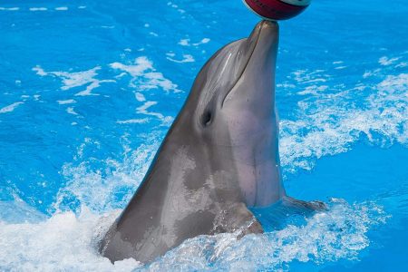 SWIMMING WITH DOLPHINS